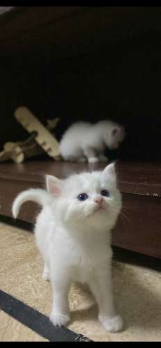 Persian cat