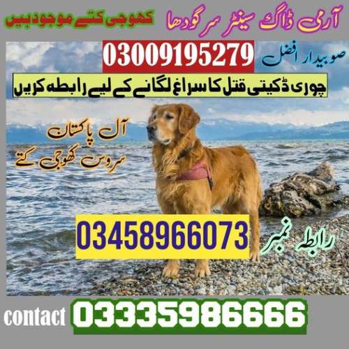 Army Dog Center Sargodha zero3009195twosevennine