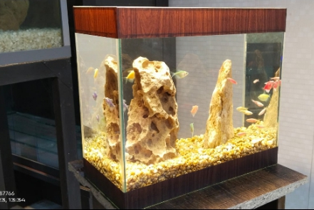 Tetra's Home Fishtank
