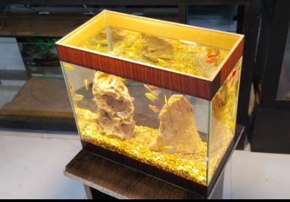 Tetra's Home Fishtank