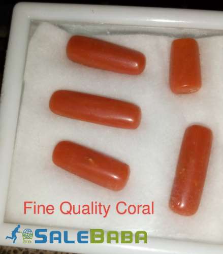 Coral (Monga Marjan) Whatsapp for Latest Price