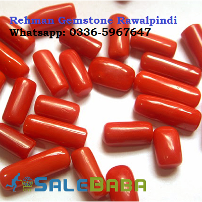 Coral (Monga Marjan) Whatsapp for Latest Price